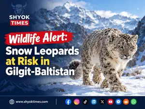 Snow leopards in Gilgit-Baltistan facing growing threats from poaching and habitat loss.