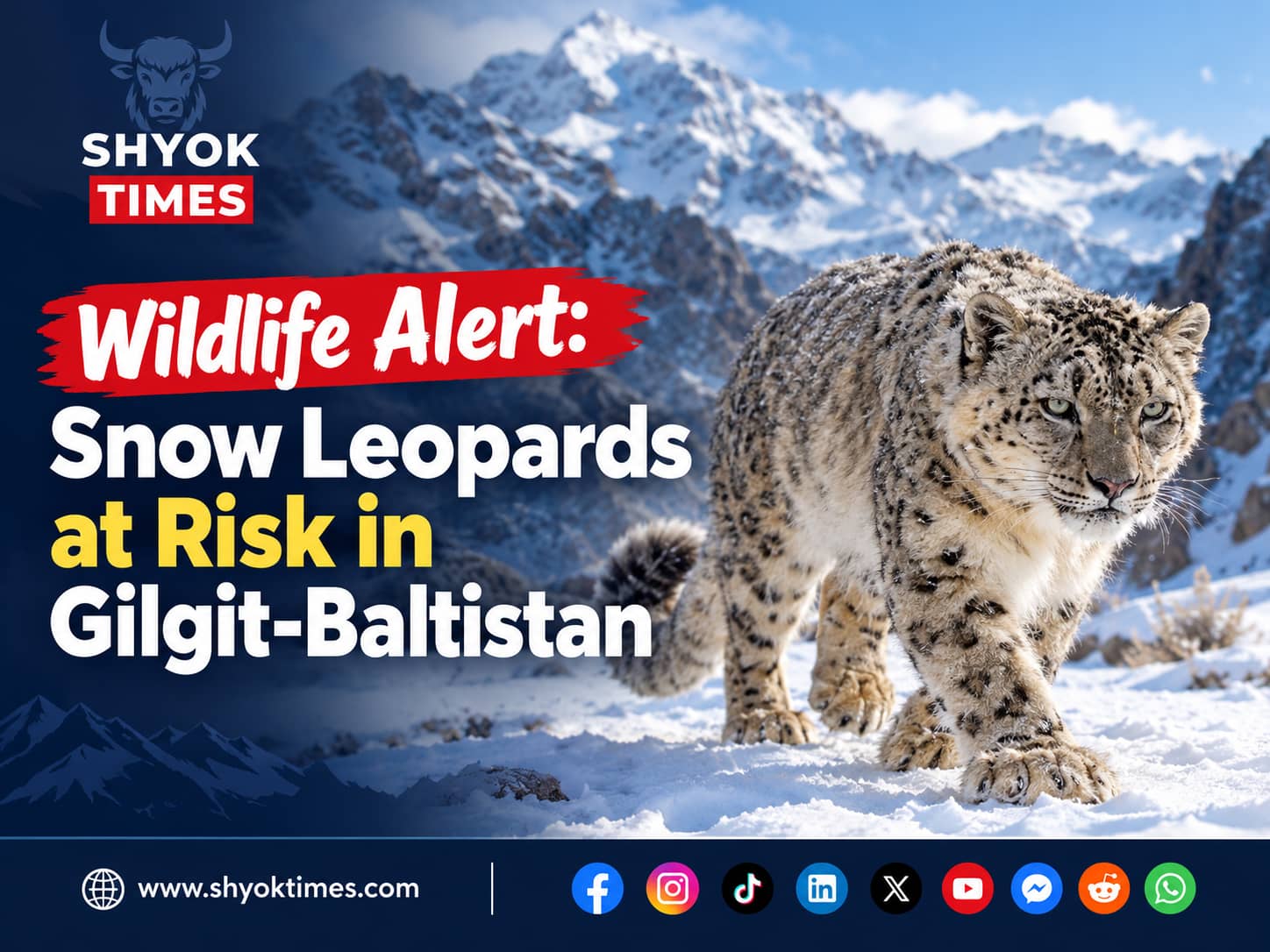 Snow leopards in Gilgit-Baltistan facing growing threats from poaching and habitat loss.